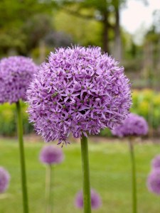 Allium gladiator_0x600.jpg